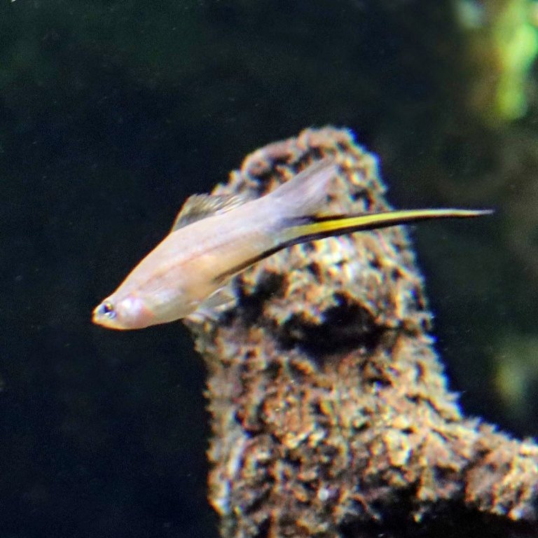 Brass Swordtail Platyfish