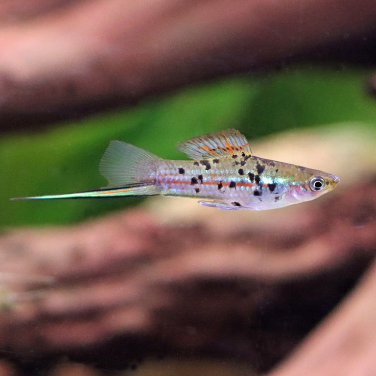 Marbled Swordtail Platyfish male