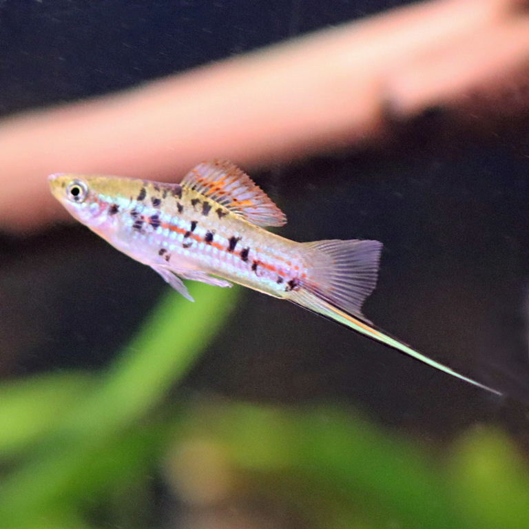 Marbled Swordtail Platyfish male