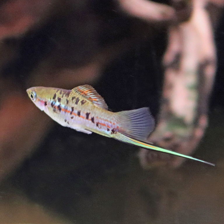 Marbled Swordtail Platyfish male