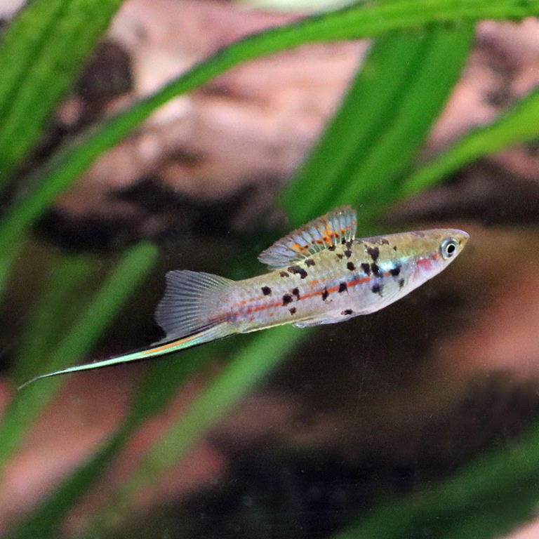 Marbled Swordtail Platyfish male