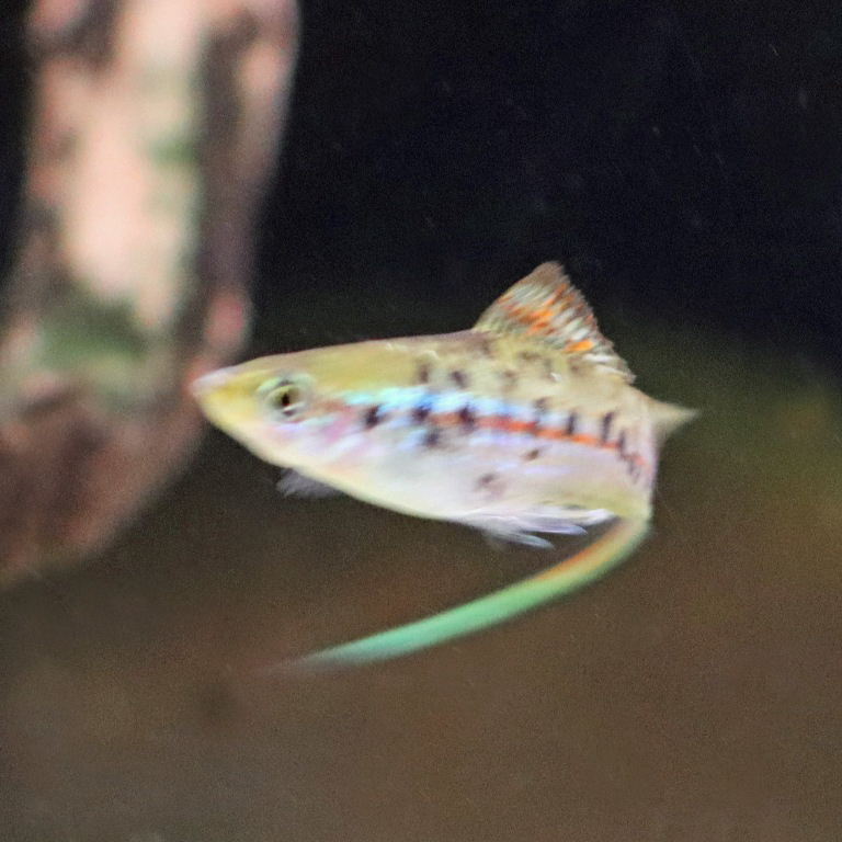 Marbled Swordtail Platyfish flexible tail