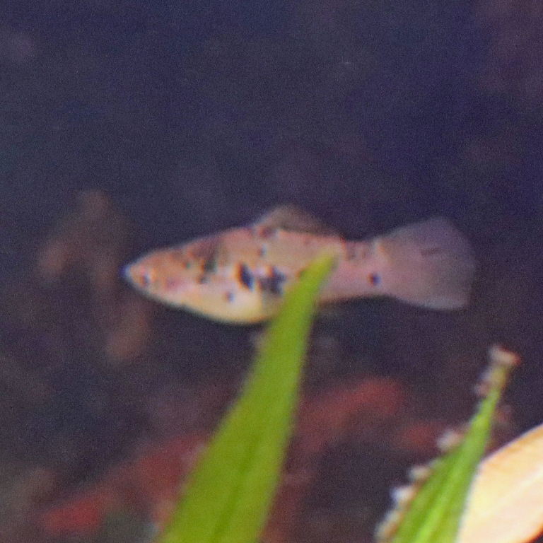 Marbled Swordtail Platyfish female
