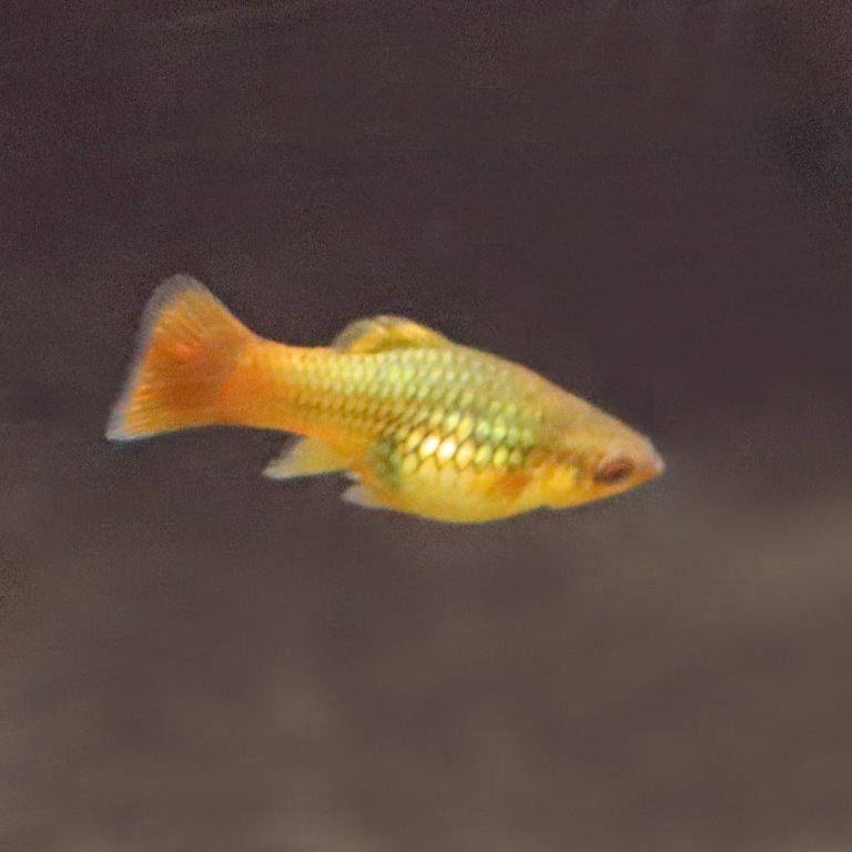 Variable Platyfish male
