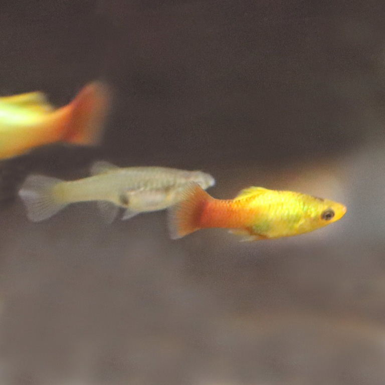 Variable Platyfish male and female