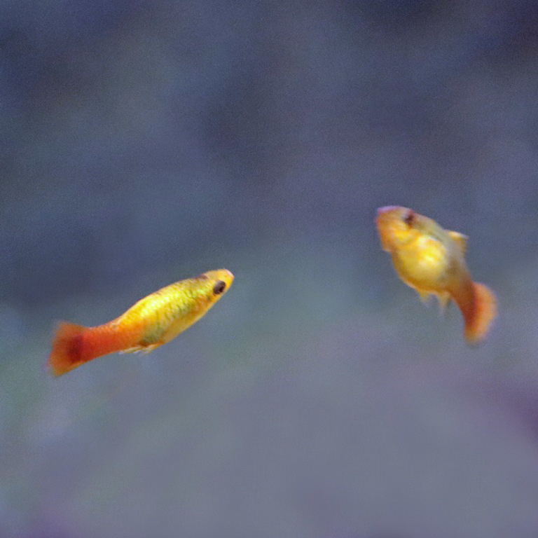 Variable Platyfish