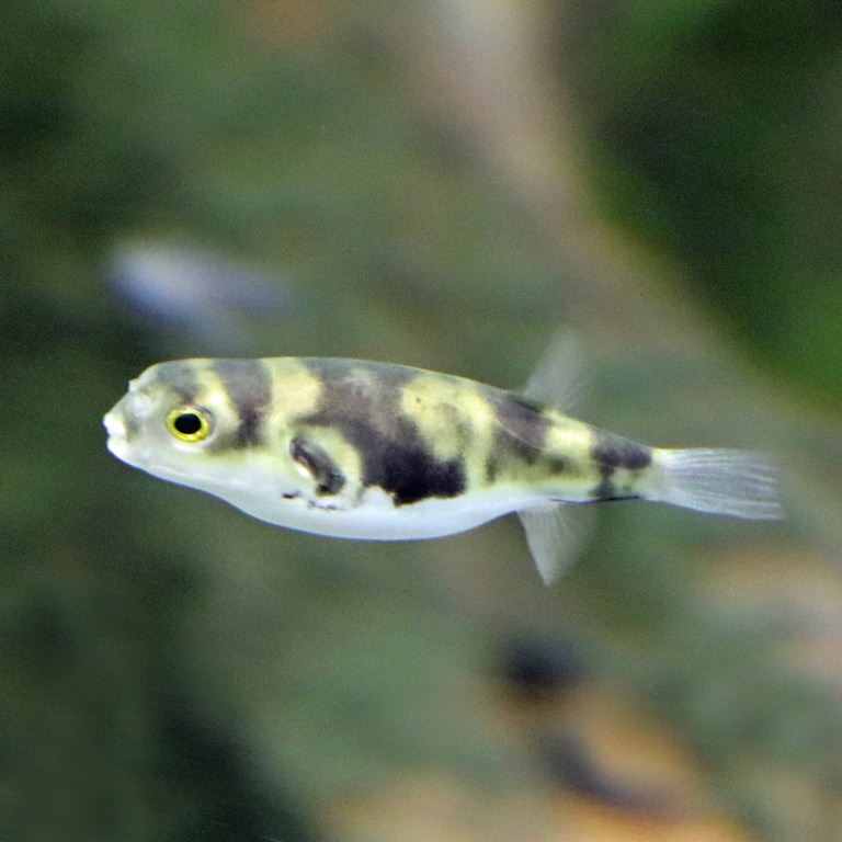 Amazon Pufferfish