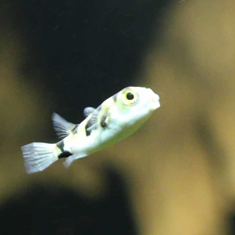 Amazon Pufferfish