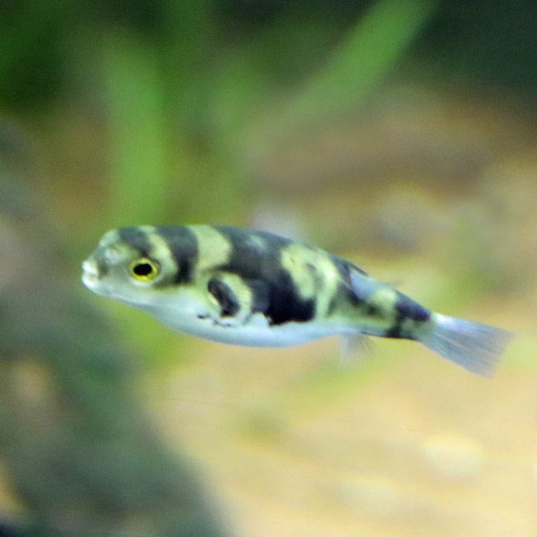 Amazon Pufferfish