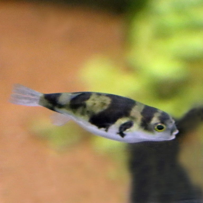 Amazon Pufferfish