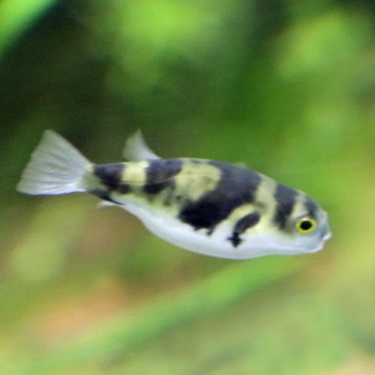 Amazon Pufferfish