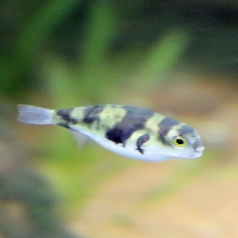 Amazon Pufferfish