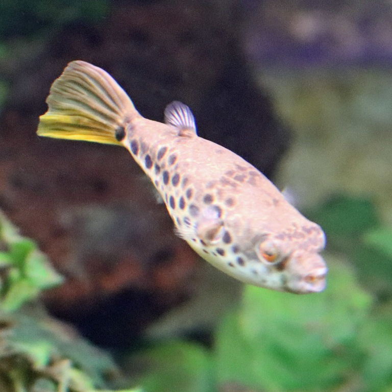 Spotted Congo Pufferfish