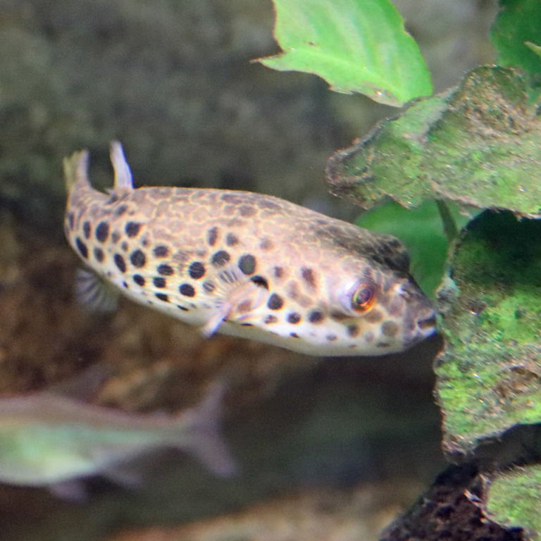Spotted Congo Pufferfish