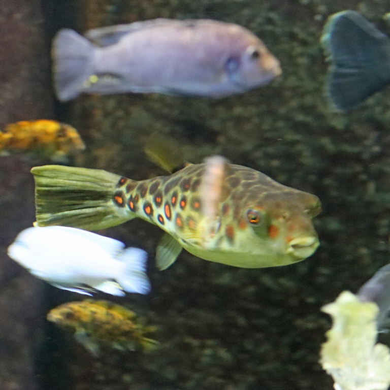 Cross River Pufferfish