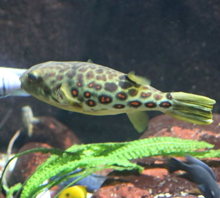 Cross River Pufferfish
