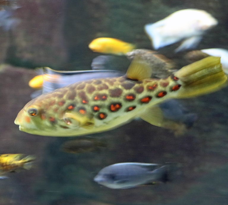 Cross River Pufferfish