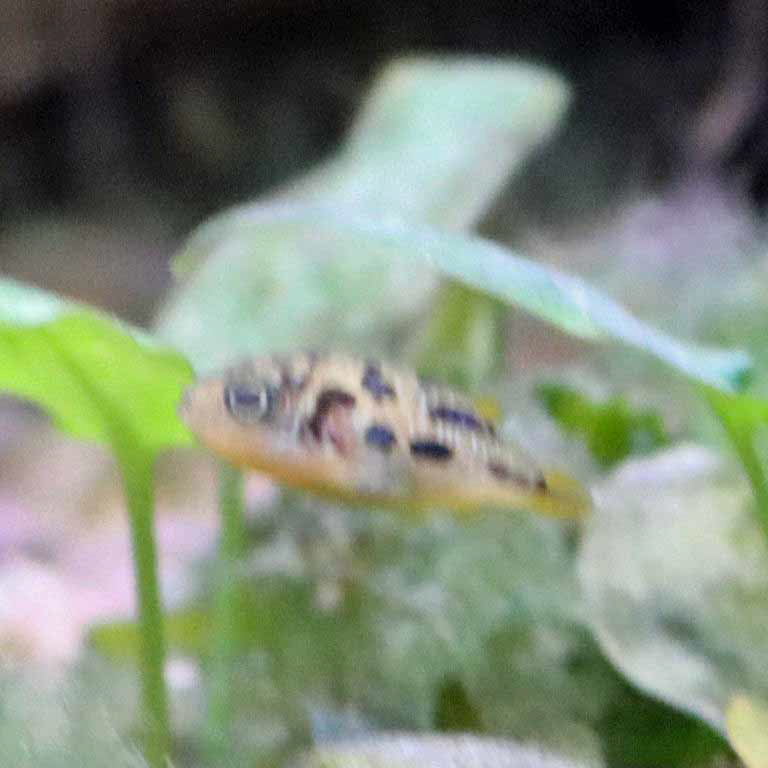 Malabar Dwarf Pufferfish