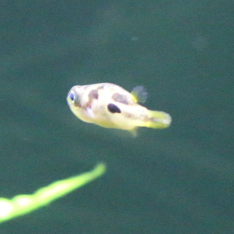 Malabar Dwarf Pufferfish