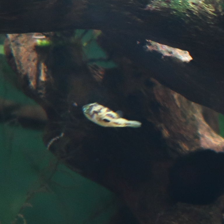 Malabar Dwarf Pufferfish