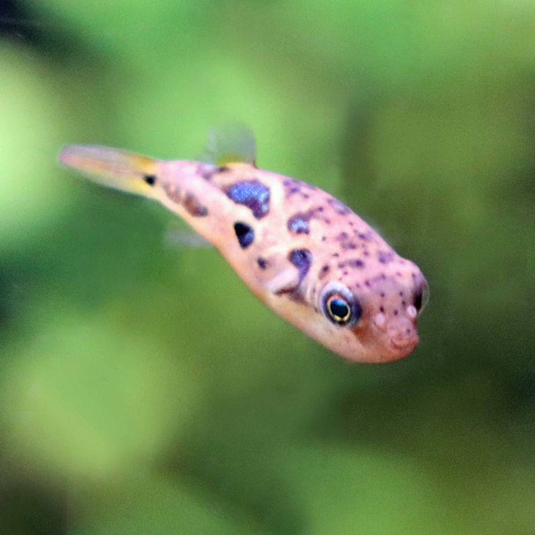 Malabar Dwarf Pufferfish