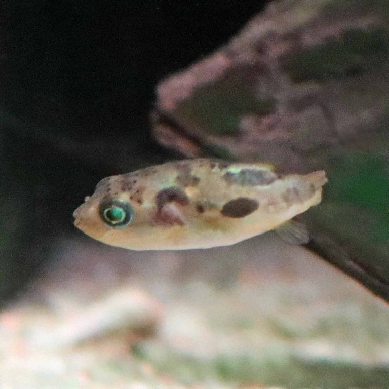Malabar Dwarf Pufferfish