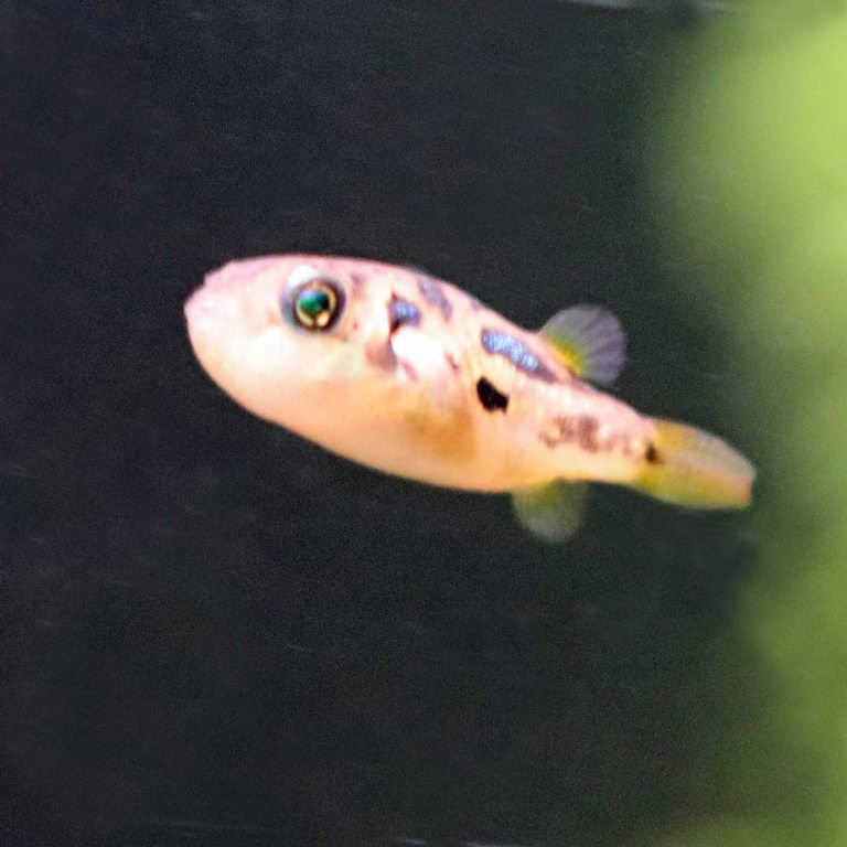 Malabar Dwarf Pufferfish