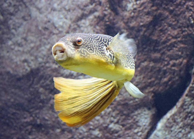 Mbu Pufferfish