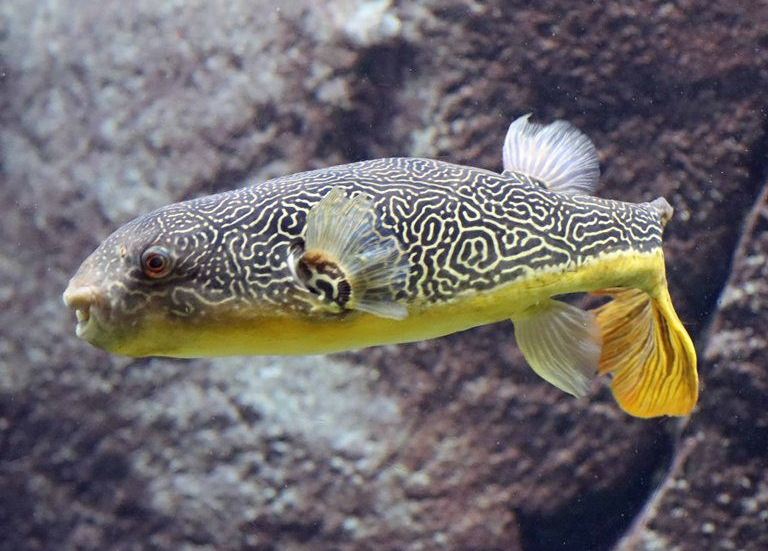 Mbu Pufferfish