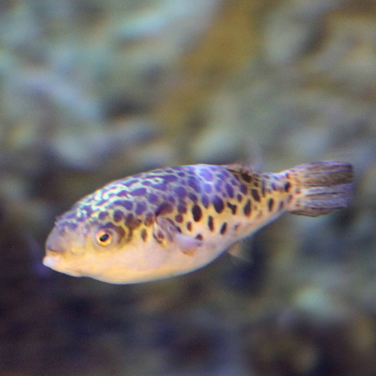 Spotted Green Pufferfish