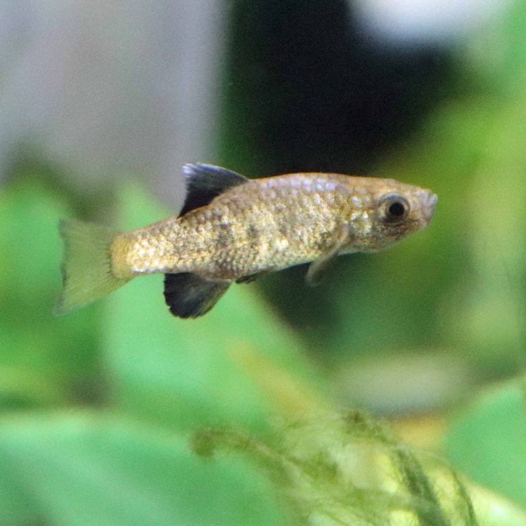 Boxer Pupfish male