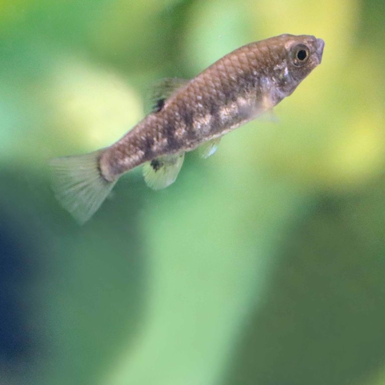 Boxer Pupfish female