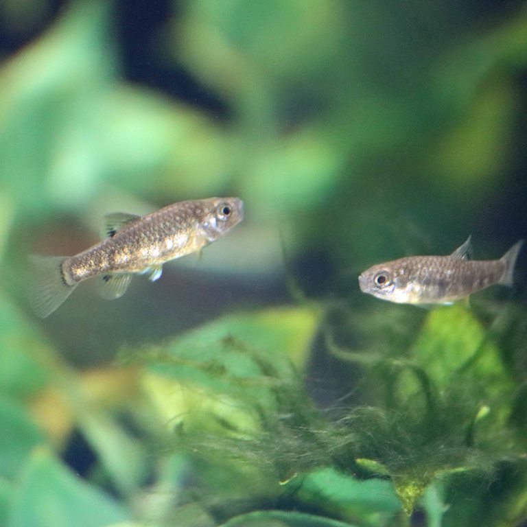 Boxer Pupfish