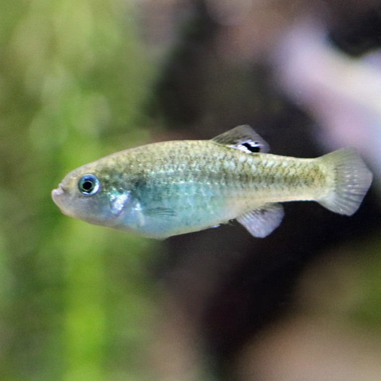 Potosi Pupfish female
