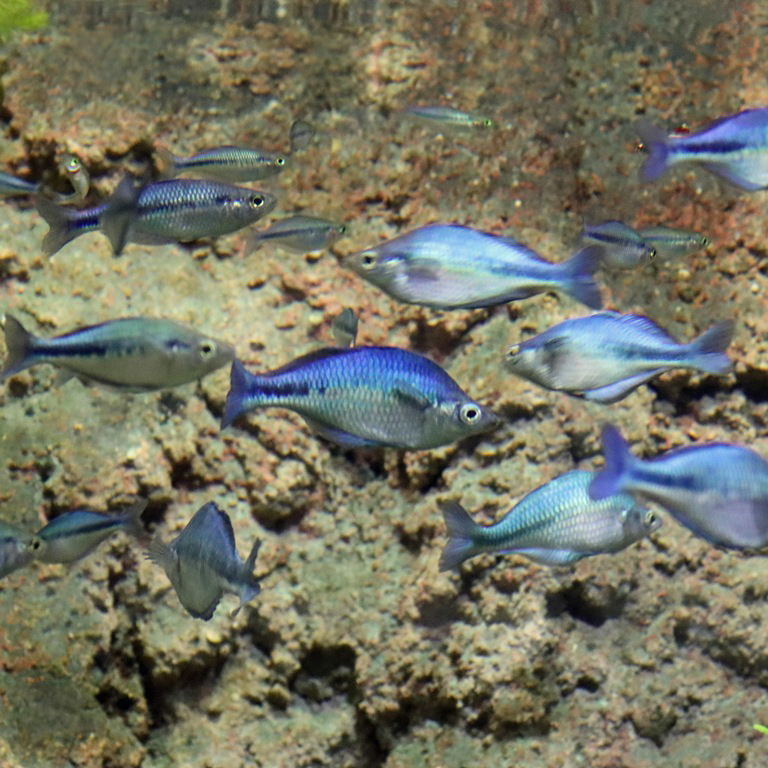 Lake Kutubu Rainbowfish