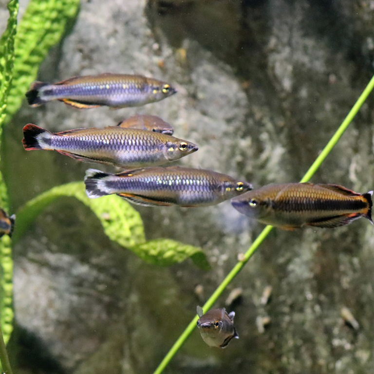 Madagascar Rainbowfish