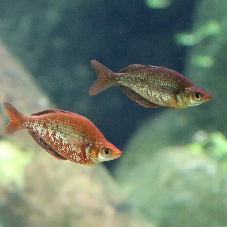 Red Rainbowfish