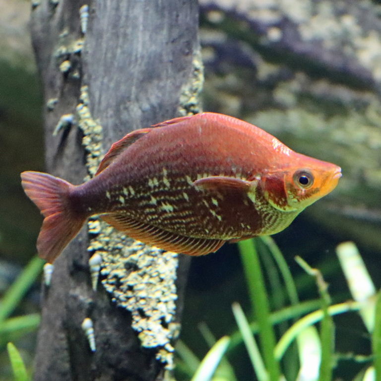 Red Rainbowfish