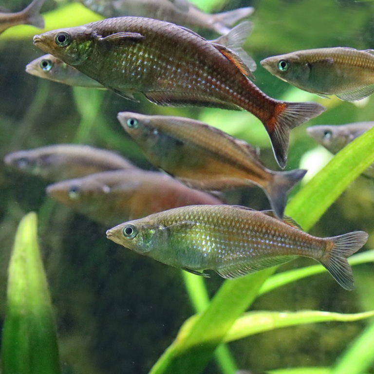 Sentani Rainbowfish