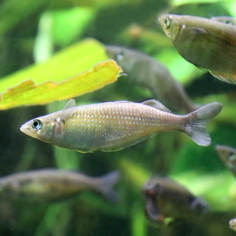 Sentani Rainbowfish