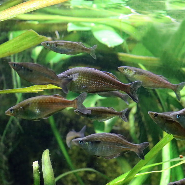 Sentani Rainbowfish