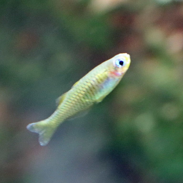 Vogelkop Blue-eye Rainbowfish