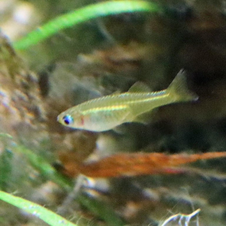 Vogelkop Blue-eye Rainbowfish