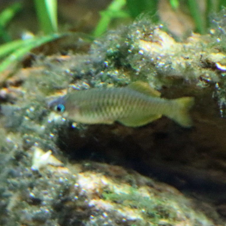 Vogelkop Blue-eye Rainbowfish