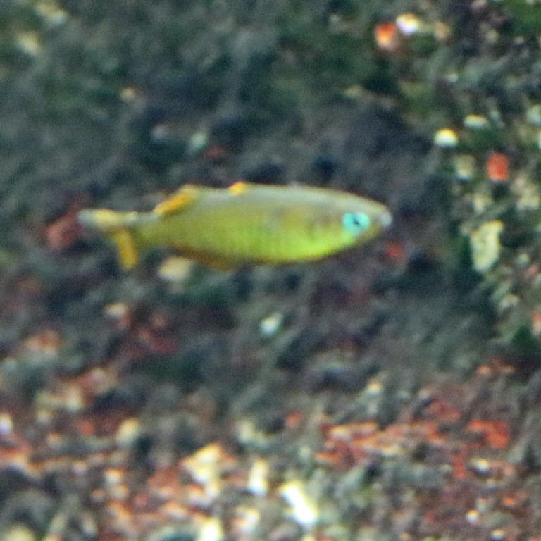 Vogelkop Blue-eye Rainbowfish
