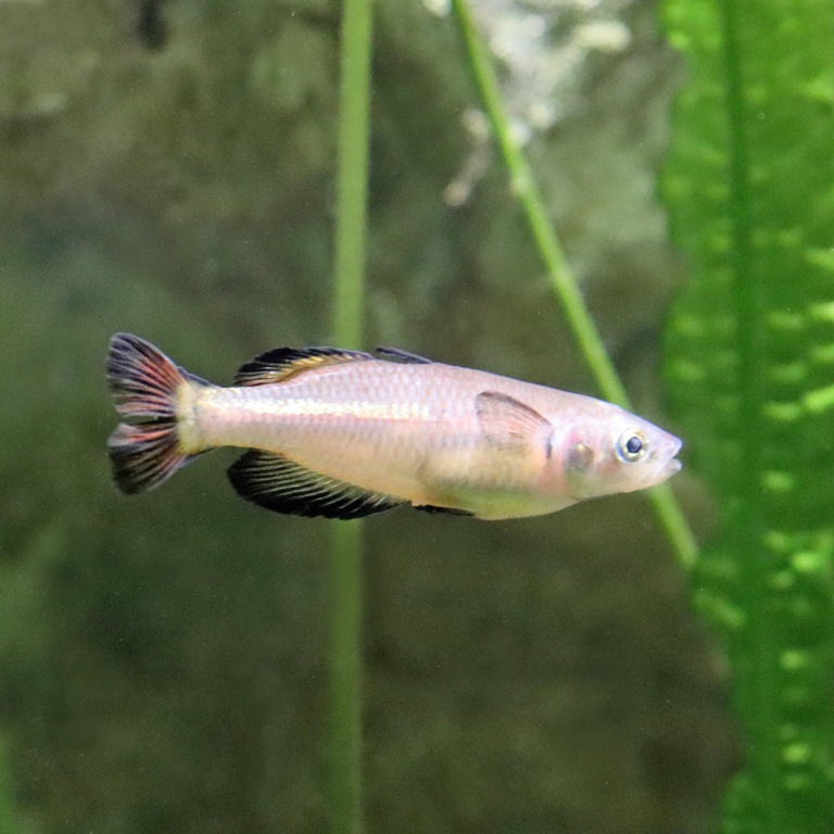 Vatosoa Rainbowfish