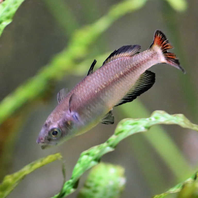 Vatosoa Rainbowfish