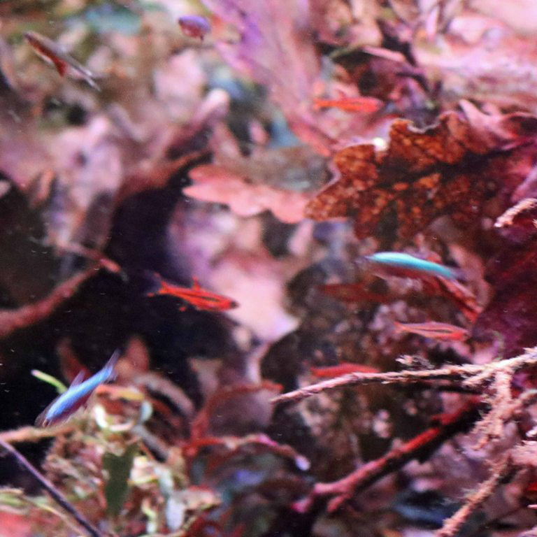 Chili Rasbora with Neon Sunda Danio