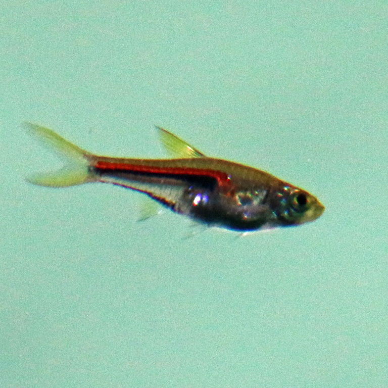 Hengel's Rasbora