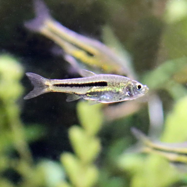 Siamese Dwarf Rasbora